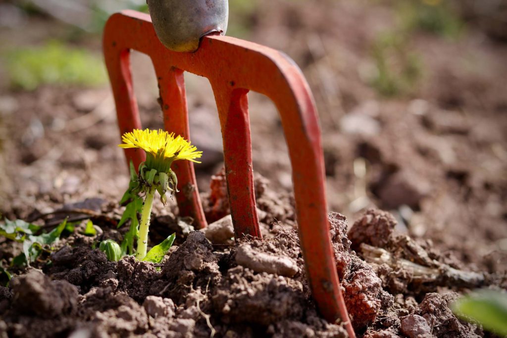 dandelion gardening land fork