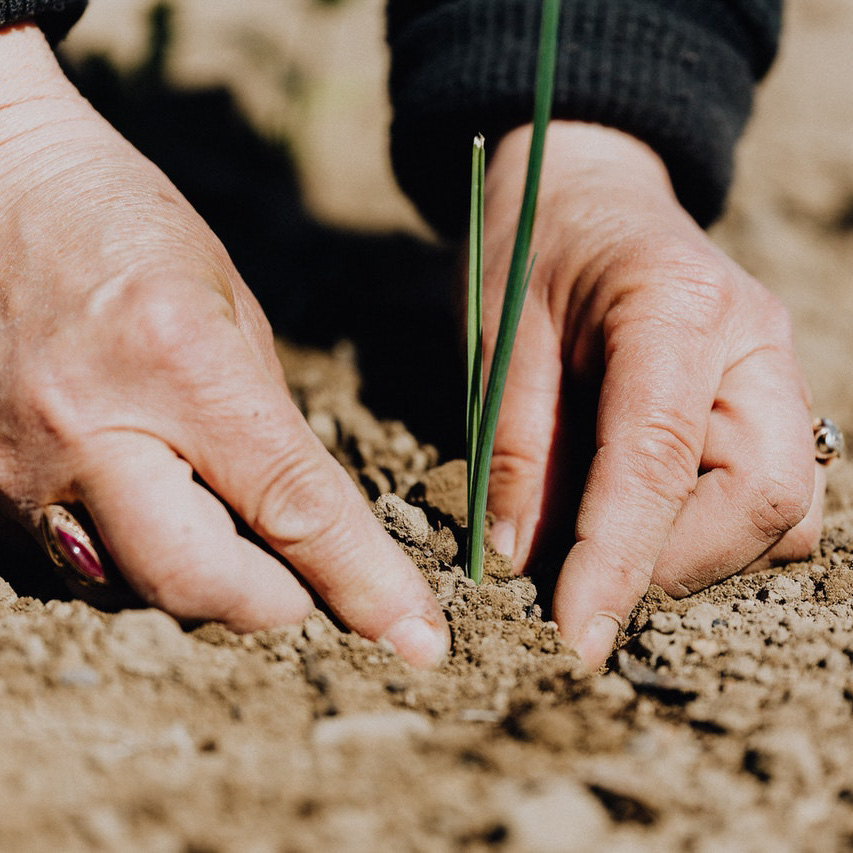 plant salad farming hands